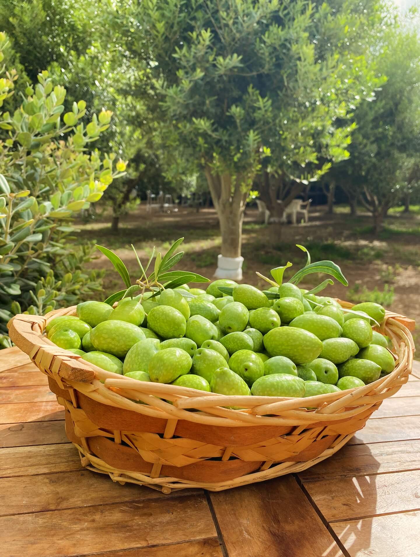 Olive Grove Visit